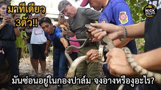 ลุยดิบEP.92 มาทีเดียว3ตัว!! เมื่อมีคนแจ้งมาว่าจงอางรัดกัน