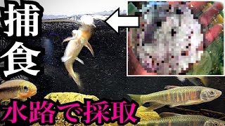 水路で採取した〇〇を魚が食べるか検証してみた！