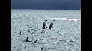 Dolphin acrobatics in 400 strong pod off Kaikoura, New Zealand