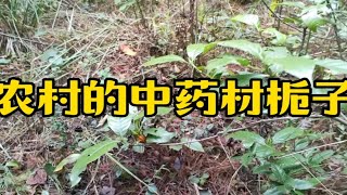 来看下农村的野生中草药栀子，可以药用还可以食用