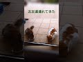 お友達連れてきたねこ