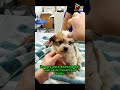 Life Changing Rescue Mission for a Puppy #animals #rescue #dog #shortvideo #shorts