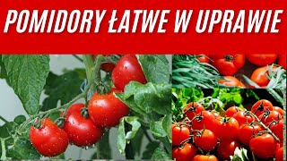 Najłatwiejsze pomidory w uprawie