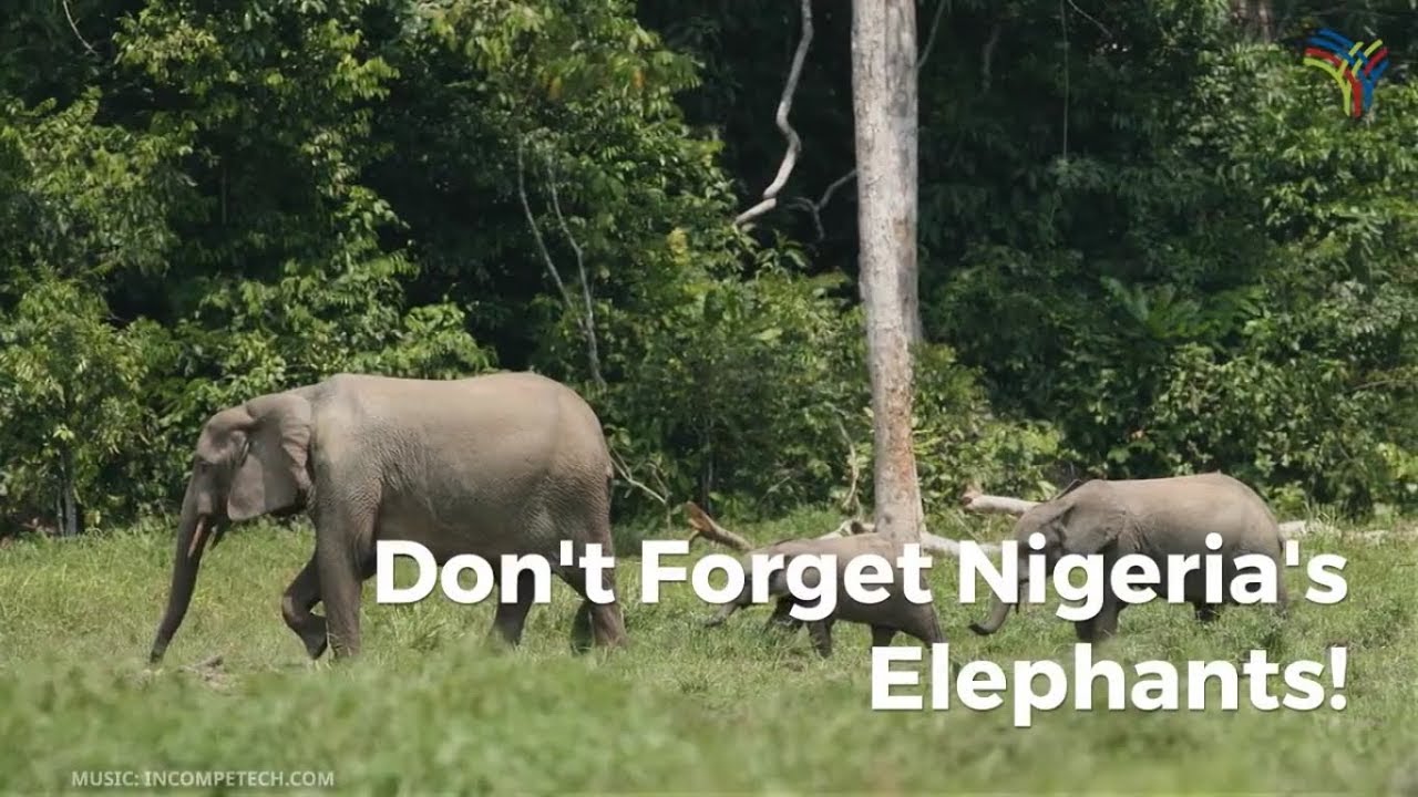 Don't Forget About Nigeria's Elephants! - YouTube