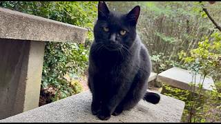 ベンチに誘ってくれた黒猫を抱っこしたら凄い穏やかでかわいい