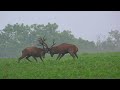 jelenia ruja súboj jeleňov walka jeleni byków rykowisko deer bulls fight rut brame du cerf