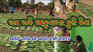 ଆସ ଆଜି ତୁଲିଜିମା କେନ୍ଦୁ ପତର୍ ##Dash family vlogs #Gulunda