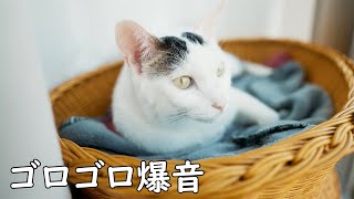 暖かくなって日光浴してるお喋り猫チロを撫でてみた