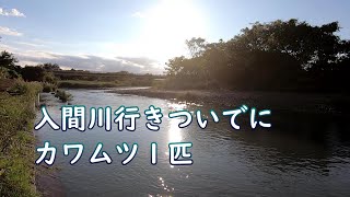 入間川行きついでにカワムツ１匹　坂戸市万年橋下流の高麗川