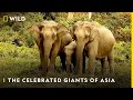 The Celebrated Giants of Asia | Nat Geo Wild