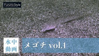 【水中動画】メゴチ vol.1