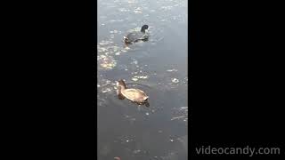 👶 🍼 🐥 🦩  Juvenile And Adult American Coots