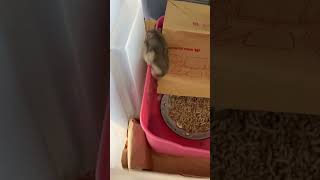 hamster climbing perfectly/完璧に登るハムスター/倉鼠完美攀爬/仓鼠完美攀爬