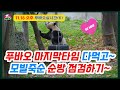 🍒11.18 오후(6) 푸바오 죽순 다먹었는데 성에 안찼네~💥간에 기별이 안가서 혹시나 찾아보기~ #푸바오근황 #푸바오실시간 #fubao #푸바오 #panda #福宝 #熊猫