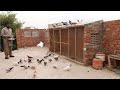 Pigeon house 2023 ky new design | Pigeon house banany k tareeqa