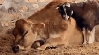 Why a goat keeps attaching to this cow like a magnet