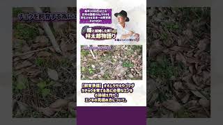 【飼育準備】オオムラサキやゴマダラチョウを育てる為に必要なエノキの鉢植え作り！エノキの見極め方について。#shorts