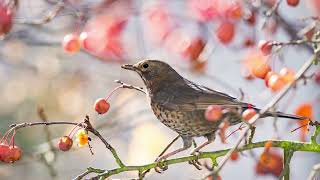 The sound of the Common/Eurasian blackbird - bird sounds  | 10 Hours