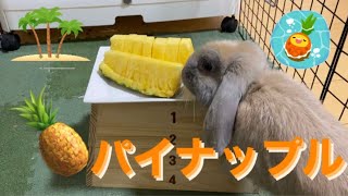 【asmr 】暑い日にうさぎがパイナップル🍍を食べる動画/rabbit eats pineapple