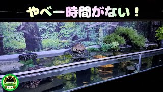 【子亀水槽】プチメンテナンス