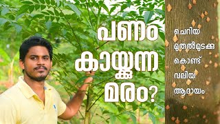 കാട്ട് വേപ്പ് / മലവേമ്പ് കൃഷി പരിചയപ്പെടാം | റബർ, കുരുമുളക് തോട്ടങ്ങളിലെ പുതിയ അതിഥി