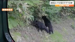 “2頭の子グマ並んで何してる？”車内からスマホで撮影「突然のことでビックリ」　宮城と山形の県境・笹谷峠