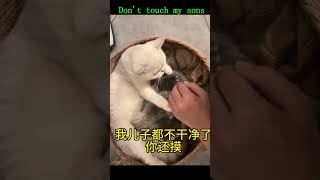 发现一只可爱 #猫咪 #cat #cute #cutecat #funny