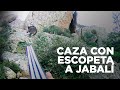 CAZA CON ESCOPETA PARALELA A JABALÍ 🐗