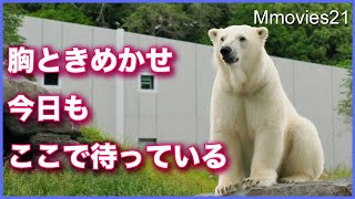 飼育員さんを待ってる姿が健気なホッキョクグマ リラ Polar Bear is waiting for the keeper