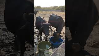 #banni buffalo Banni nasl ki Bhains#bull# gujarat#kutchbhuj#cow