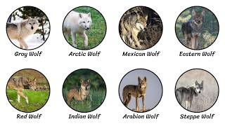 Every WOLF Subspecies Explained in 10 Minutes