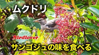 真っ赤な木の実を食べるムクドリ / White-cheeked Starling