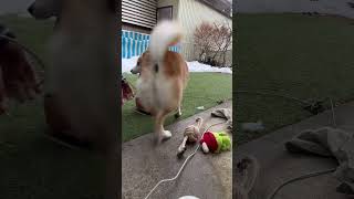 ゆずちゃん突然お父さんに凶暴になる　柴犬ミックス犬 #柴犬 #雑種犬