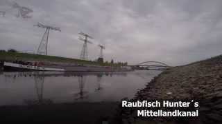 Zander auf Gummifisch am Mittellandkanal Magdeburg