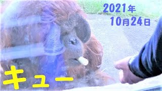 ガラス前のキューさん（52歳）とガラスに映る子供さん達　オランウータン　多摩動物公園　2021年10月24日