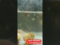 മിക്സഡ് ഗപ്പി ടാങ്ക് ക്ലീനിംഗ് guppy kerala by prasanth