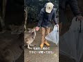 伊豆シャボテン動物公園はワラビーも普通に歩いてますが？？