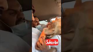 Camel Inside The Car 😂 Try not to Laugh #shorts #fyp  #laugh