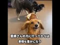 繁殖引退犬 里親募集犬 ビフォーアフター