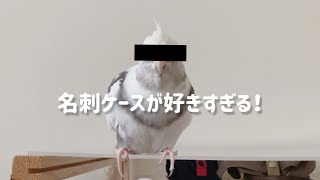 【オカメインコ】名刺ケースさんとどこでも一緒なオカメインコがこちら vlog