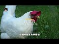 中国一年吃掉50亿只白羽鸡？45天长5斤的“速成鸡”你敢吃吗？china eats 5 billion white feather chickens a year