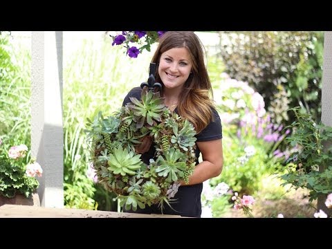 How to Make a Succulent Wreath How to Make a Succulent Wreath