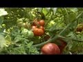 Grow Boxes at Garden2Blog | At Home With P. Allen Smith Grow Boxes at Garden2Blog | At Home With P. Allen Smith