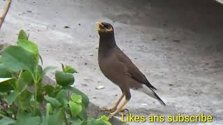 Hungry Common myna..