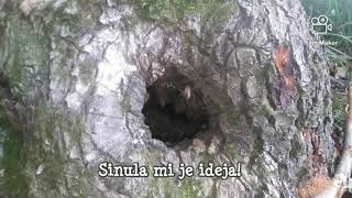 Pčele u drvetu, kako ih izvući. Bees in a tree, how to get them out. 🤔🐝🌳📥