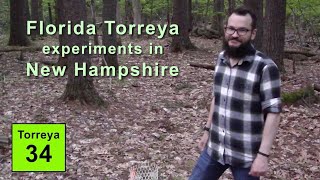 Florida Torreya Experiments in New Hampshire (2019)