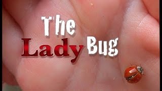 The Lady Bug | MurilloMania