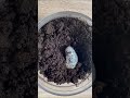 ブリブリなサタンオオカブトの幼虫。