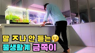 90센치 수초 어항 진행 상황 (+감사 인사)