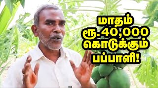 மாதம் ரூ. 40,000... பலே வருமானம் கொடுக்கும் பப்பாளி! Pappaya Cultivation Tips